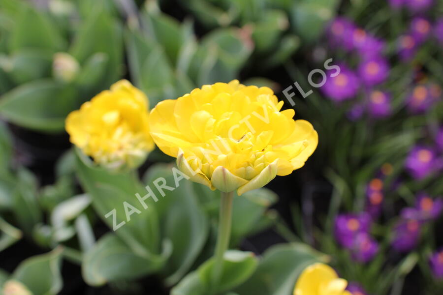 Tulipán plnokvětý pozdní 'Yellow Pomponette' - Tulipa Double Late 'Yellow Pomponette'