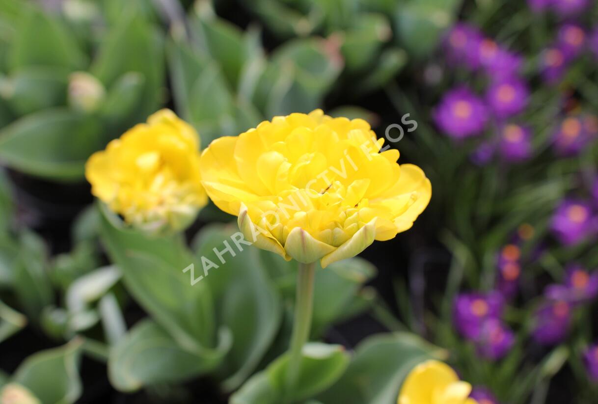 Tulipán plnokvětý pozdní 'Yellow Pomponette' - Tulipa Double Late 'Yellow Pomponette'