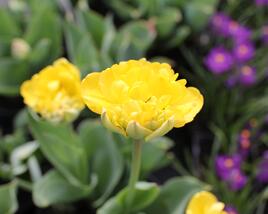 Tulipán plnokvětý pozdní 'Yellow Pomponette'