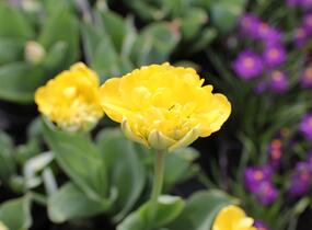 Tulipán plnokvětý pozdní 'Yellow Pomponette' - Tulipa Double Late 'Yellow Pomponette'