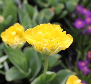Tulipán plnokvětý pozdní 'Yellow Pomponette' - Tulipa Double Late 'Yellow Pomponette'