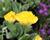 Tulipán plnokvětý pozdní 'Yellow Pomponette'