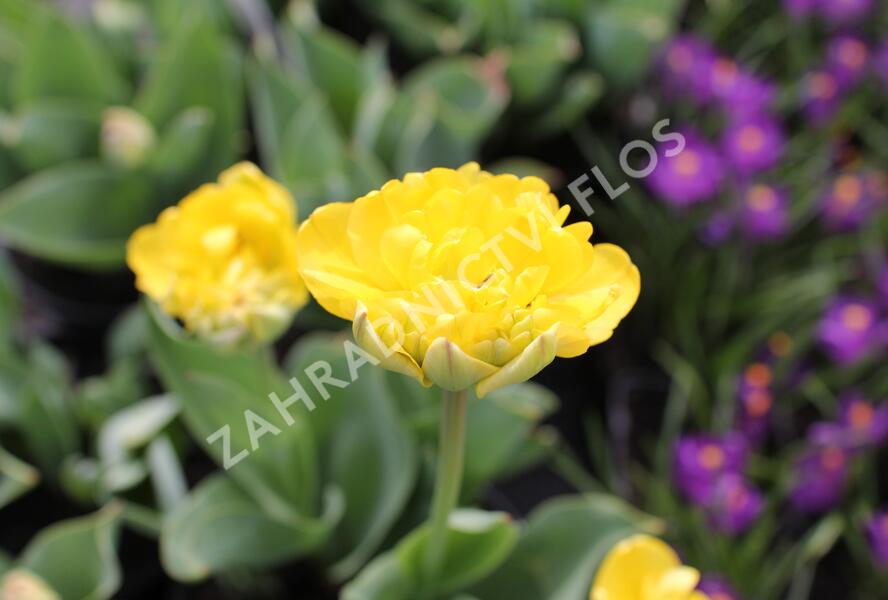 Tulipán plnokvětý pozdní 'Yellow Pomponette' - Tulipa Double Late 'Yellow Pomponette'