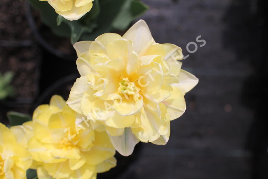 Tulipán plnokvětý raný 'Foxy Foxtrot' - Tulipa Double Early 'Foxy Foxtrot'