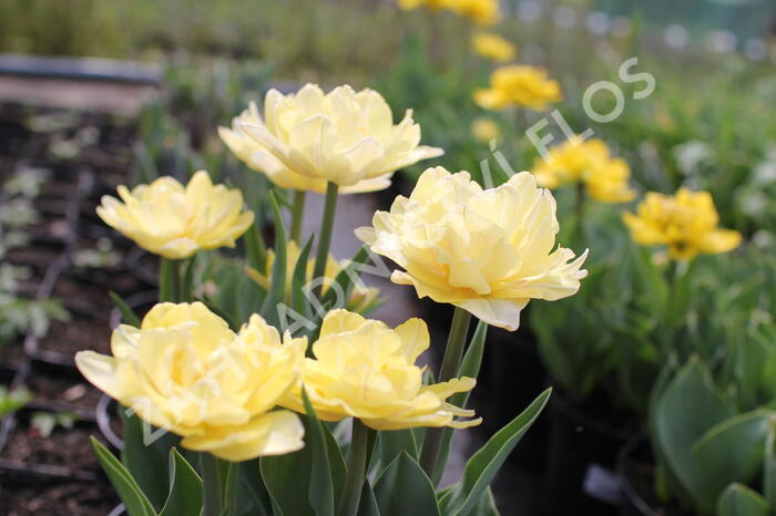 Tulipán plnokvětý raný 'Foxy Foxtrot' - Tulipa Double Early 'Foxy Foxtrot'