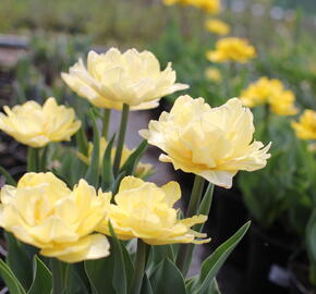 Tulipán plnokvětý raný 'Foxy Foxtrot' - Tulipa Double Early 'Foxy Foxtrot'