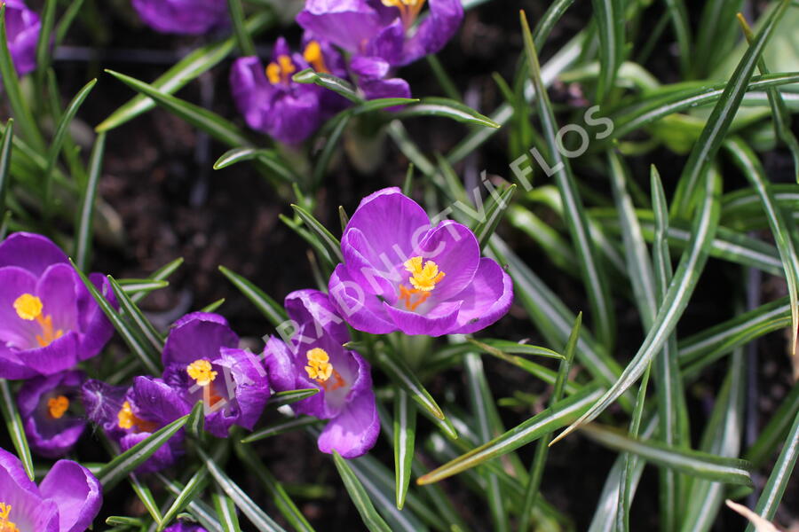 Krokus, šafrán 'Flower Record' - Crocus 'Flower Record'