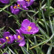 Krokus, šafrán 'Flower Record' - Crocus 'Flower Record'