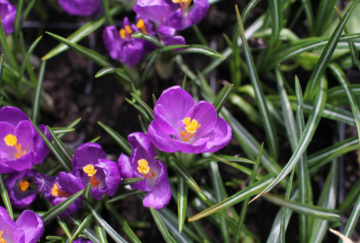 Krokus, šafrán 'Flower Record' - Crocus 'Flower Record'