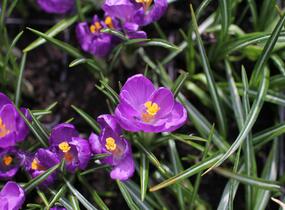 Krokus, šafrán 'Flower Record' - Crocus 'Flower Record'