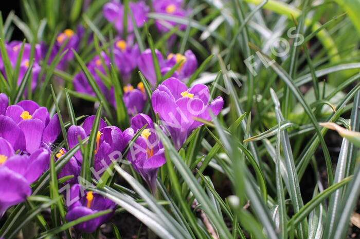Krokus, šafrán 'Flower Record' - Crocus 'Flower Record'