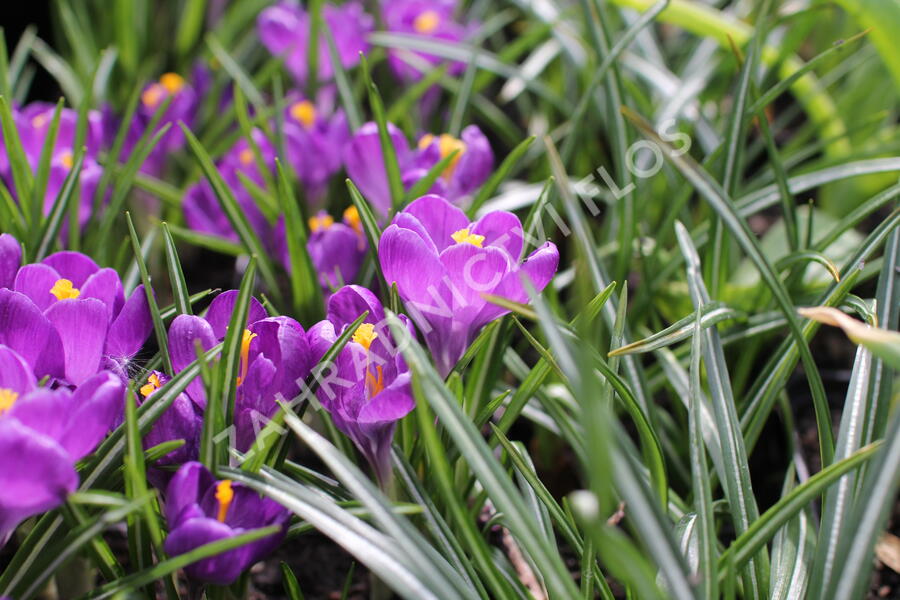 Krokus, šafrán 'Flower Record' - Crocus 'Flower Record'