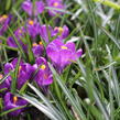 Krokus, šafrán 'Flower Record' - Crocus 'Flower Record'