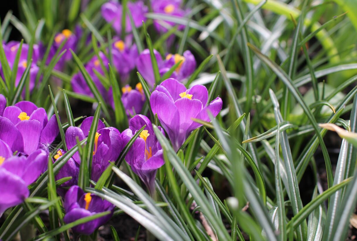 Krokus, šafrán 'Flower Record' - Crocus 'Flower Record'