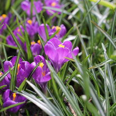 Krokus, šafrán 'Flower Record' - Crocus 'Flower Record'