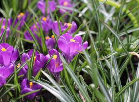 Krokus, šafrán 'Flower Record' - Crocus 'Flower Record'