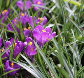 Krokus, šafrán 'Flower Record' - Crocus 'Flower Record'