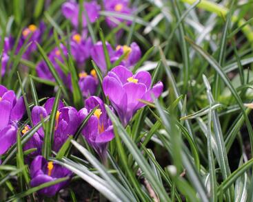Krokus, šafrán 'Flower Record'