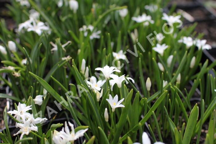 Ladoňka zářící 'Alba' - Chionodoxa luciliae 'Alba'