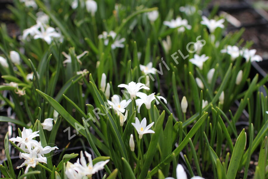 Ladoňka zářící 'Alba' - Chionodoxa luciliae 'Alba'