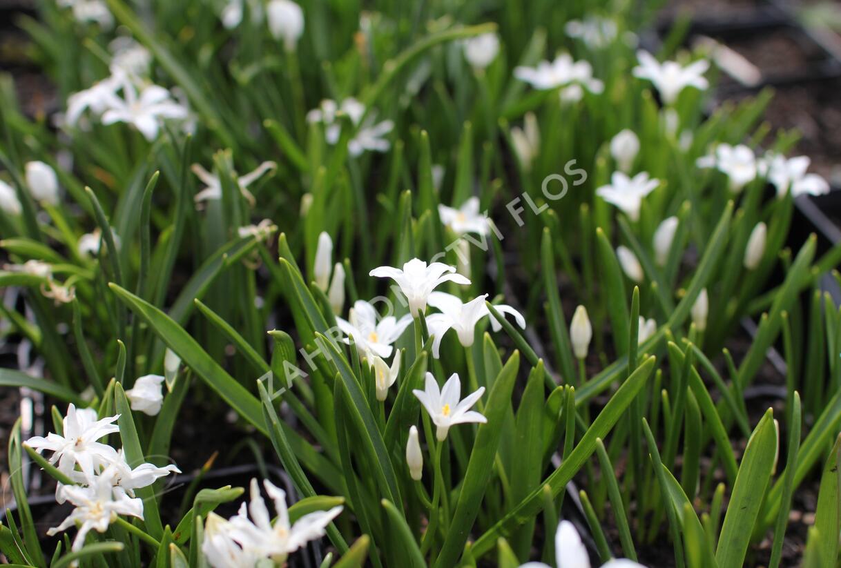 Ladoňka zářící 'Alba' - Chionodoxa luciliae 'Alba'