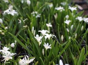 Ladoňka zářící 'Alba' - Chionodoxa luciliae 'Alba'