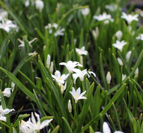 Ladoňka zářící 'Alba' - Chionodoxa luciliae 'Alba'