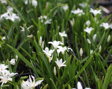 Ladoňka zářící 'Alba'