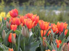 Tulipán Triumph 'Jimmy' - Tulipa Triumph 'Jimmy'