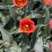 Tulipán Triumph 'Jimmy' - Tulipa Triumph 'Jimmy'