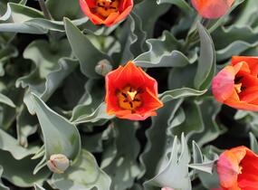 Tulipán Triumph 'Jimmy' - Tulipa Triumph 'Jimmy'