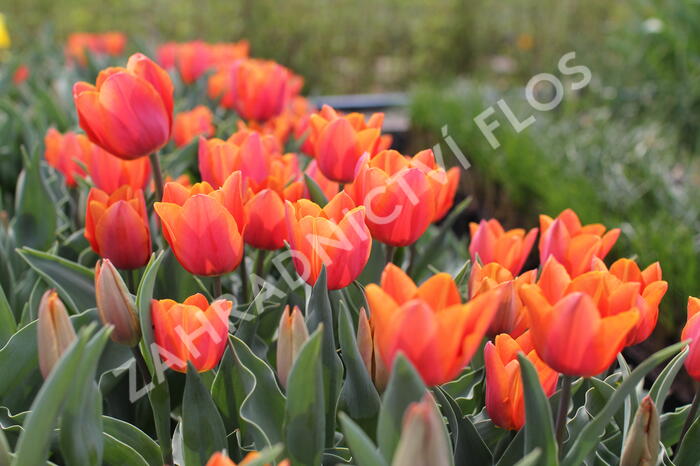 Tulipán Triumph 'Jimmy' - Tulipa Triumph 'Jimmy'