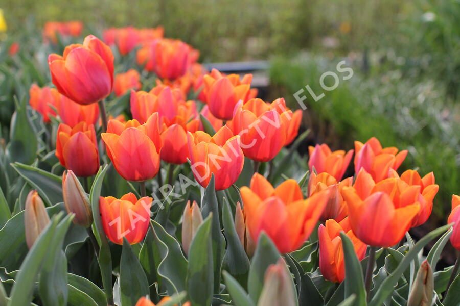 Tulipán Triumph 'Jimmy' - Tulipa Triumph 'Jimmy'