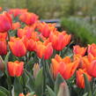 Tulipán Triumph 'Jimmy' - Tulipa Triumph 'Jimmy'