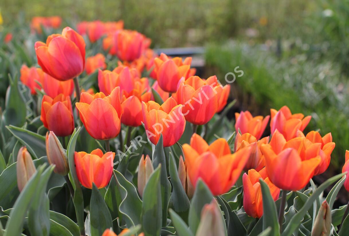 Tulipán Triumph 'Jimmy' - Tulipa Triumph 'Jimmy'