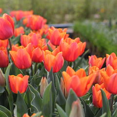 Tulipán Triumph 'Jimmy' - Tulipa Triumph 'Jimmy'