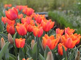 Tulipán Triumph 'Jimmy' - Tulipa Triumph 'Jimmy'