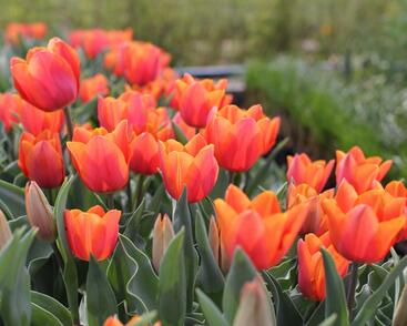 Tulipán Triumph 'Jimmy'