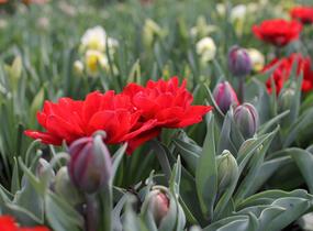Tulipán plnokvětý pozdní 'Red Princess' - Tulipa Double Late 'Red Princess'