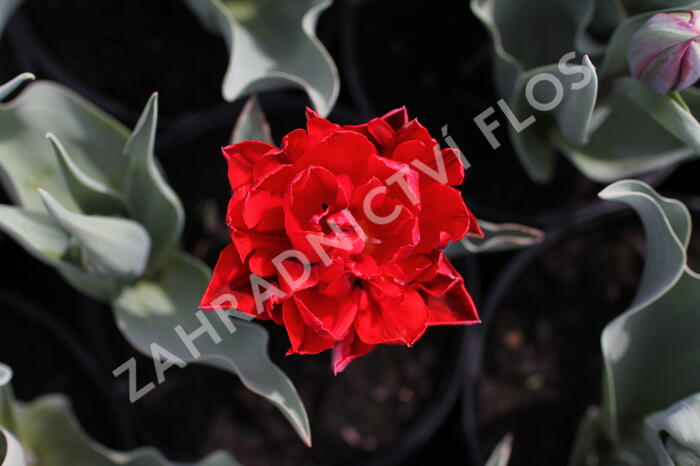 Tulipán plnokvětý pozdní 'Red Princess' - Tulipa Double Late 'Red Princess'