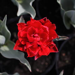 Tulipán plnokvětý pozdní 'Red Princess' - Tulipa Double Late 'Red Princess'