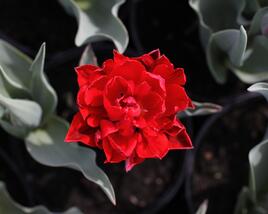 Tulipán plnokvětý pozdní 'Red Princess'