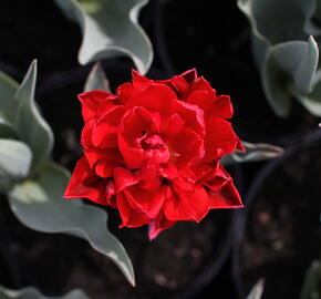 Tulipán plnokvětý pozdní 'Red Princess' - Tulipa Double Late 'Red Princess'