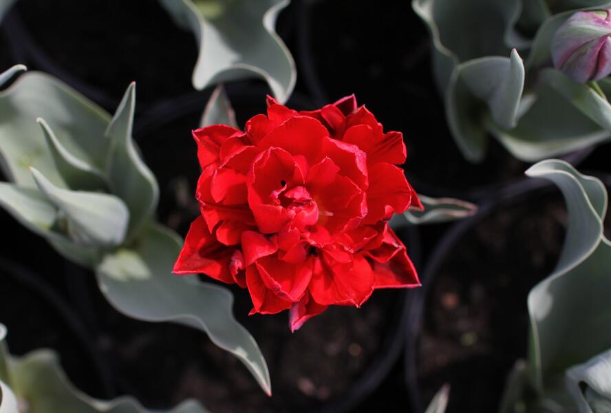 Tulipán plnokvětý pozdní 'Red Princess' - Tulipa Double Late 'Red Princess'