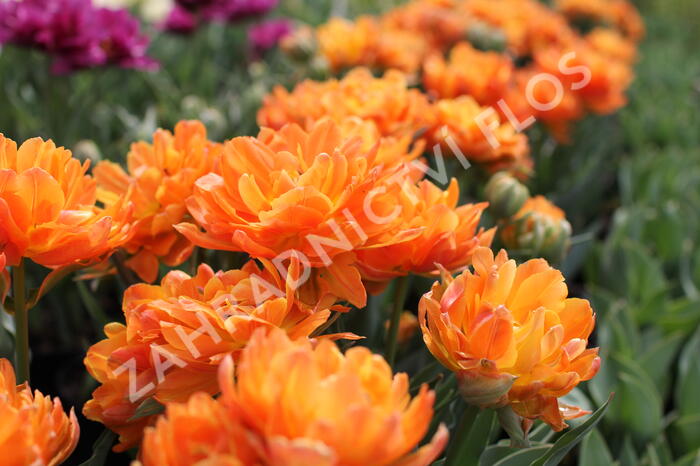 Tulipán plnokvětý raný 'Orca' - Tulipa Double Early 'Orca'