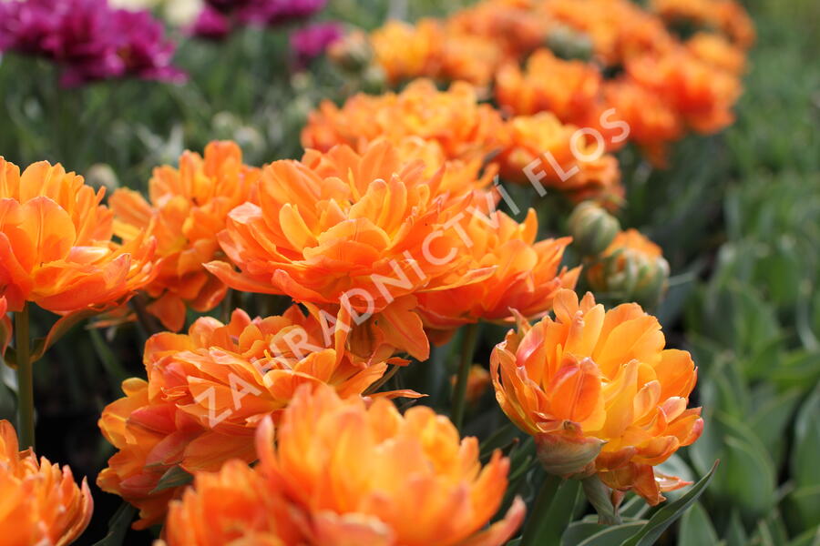 Tulipán plnokvětý raný 'Orca' - Tulipa Double Early 'Orca'