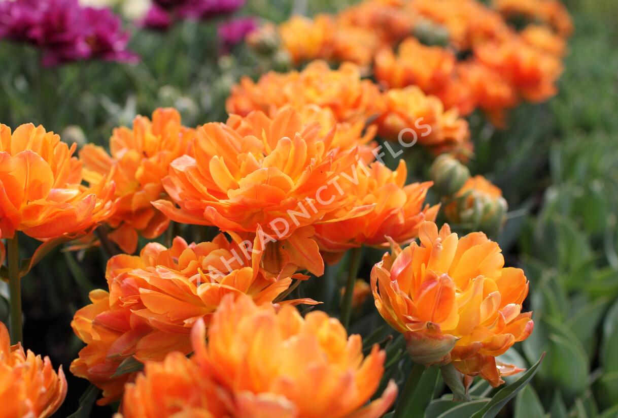 Tulipán plnokvětý raný 'Orca' - Tulipa Double Early 'Orca'