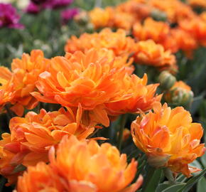 Tulipán plnokvětý raný 'Orca' - Tulipa Double Early 'Orca'