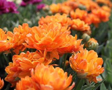 Tulipán plnokvětý raný 'Orca'