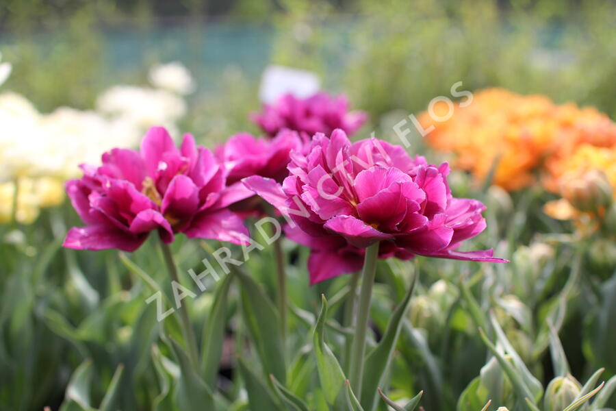 Tulipán plnokvětý raný 'Showcase' - Tulipa Double Early 'Showcase'